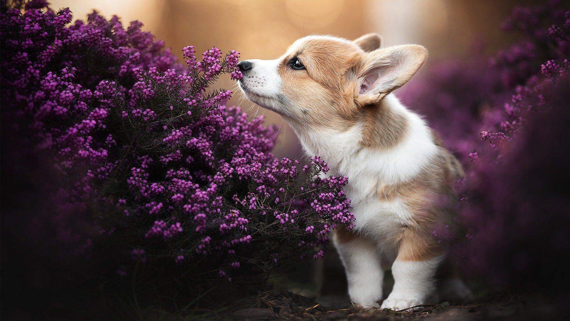 _快船队战术多样,迎难而上获胜利_,快船队都有谁