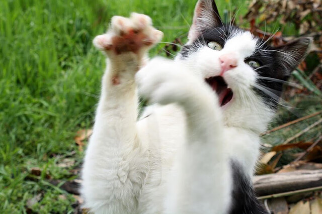 “德甲球队状态火热,冠军争夺逐渐明朗”,德甲阵营